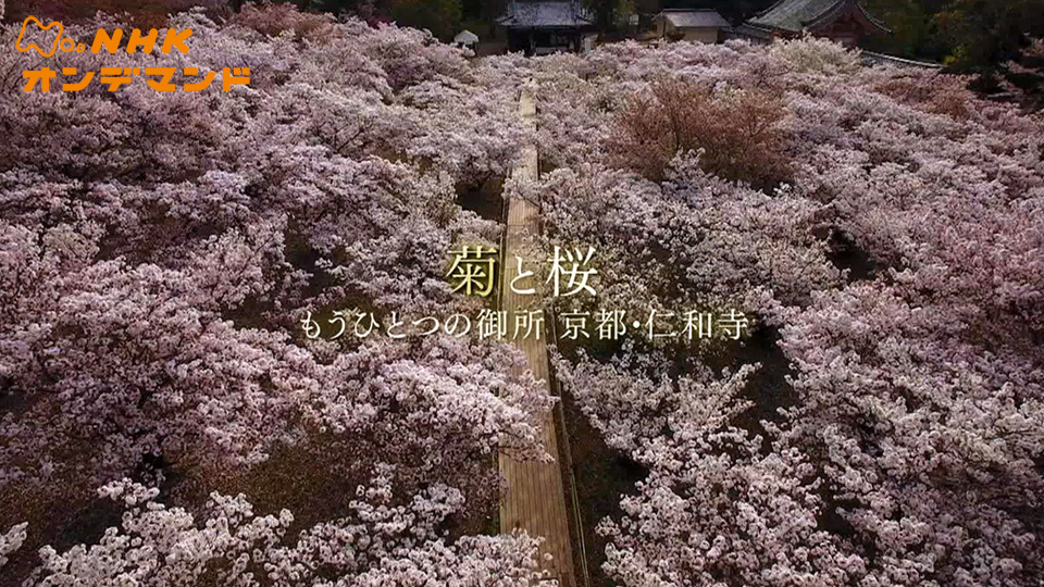 菊と桜 もうひとつの御所 京都・仁和寺の動画 - もうひとつの御所 世界遺産 京都・仁和寺