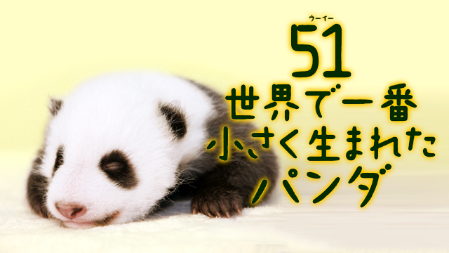 51（ウーイー）世界で一番小さく生まれたパンダ 動画