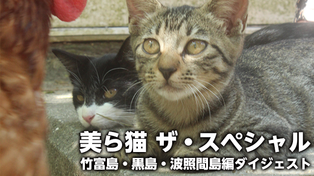 美ら猫 ザ・スペシャル竹富島・黒島・波照間島編ダイジェストの動画 - 美ら猫