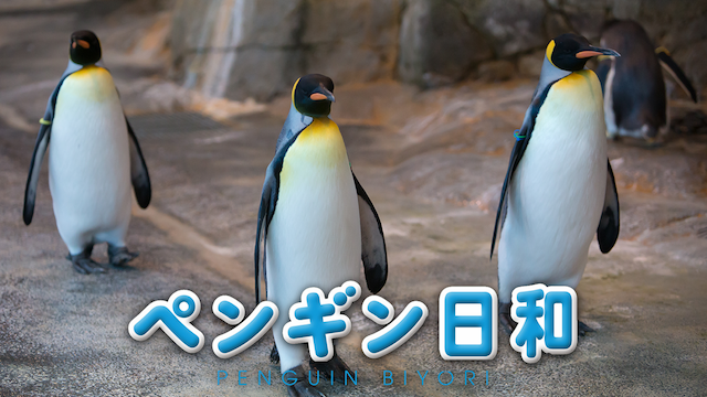 ペンギン日和の動画 - うさぎ島日和