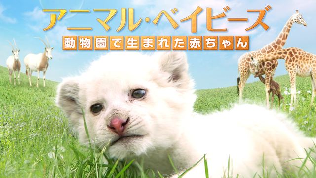 アニマル・ベイビーズ 動物園で生まれた赤ちゃん 動画