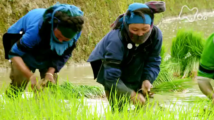 ＮＨＫスペシャル　日本人　はるかな旅　第４集　イネ　知られざる１万年の旅