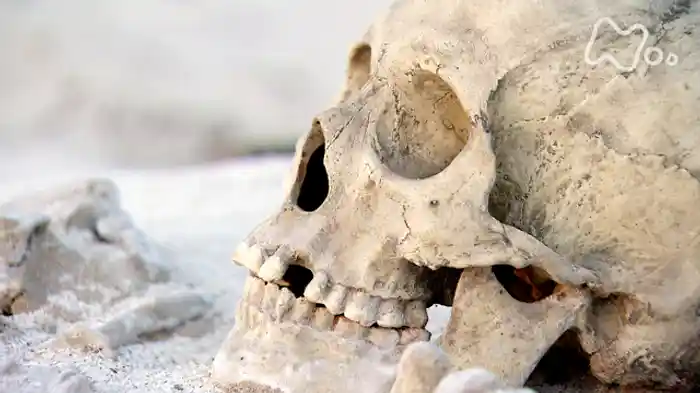 ＮＨＫスペシャル　日本人　はるかな旅　第５集　そして“日本人”が生まれた