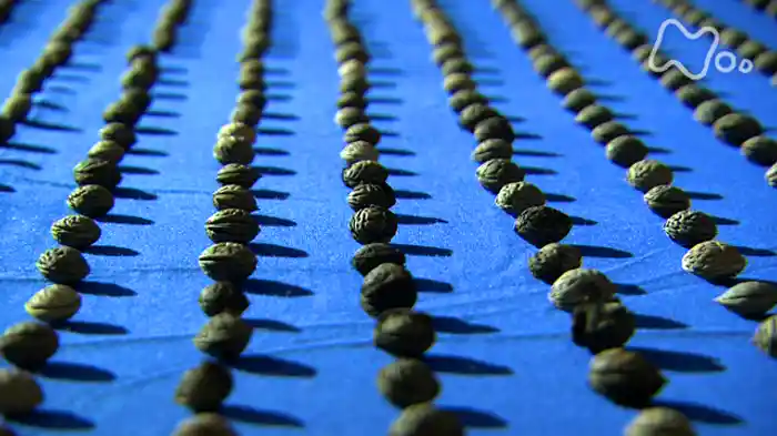 NHKスペシャル “邪馬台国”を掘る