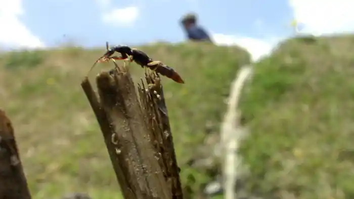 里山 人と自然がともに生きる