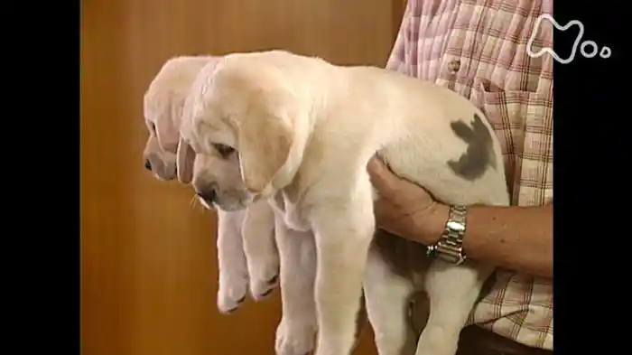 はじめてのさようなら