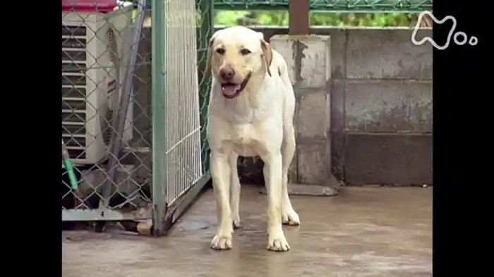 犬嫌いのパートナー