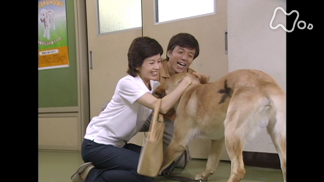 盲導犬クイールの一生(国内ドラマ / 2003) - 動画配信 | U-NEXT 31日間無料トライアル