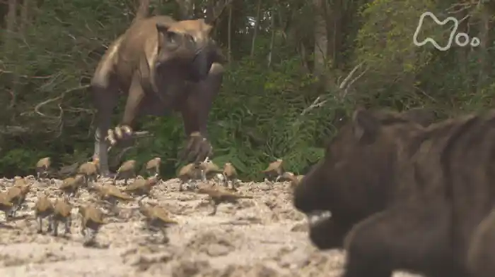 ＮＨＫスペシャル　恐竜ＶＳほ乳類　１億５千万年の戦い　第１回　巨大恐竜　繁栄のかげで