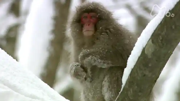 NHKスペシャル 日本列島 奇跡の大自然 第1集 森 大地をつつむ緑の物語