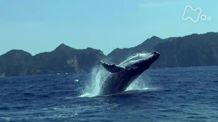 NHKスペシャル 日本列島 奇跡の大自然 第2集 海 豊かな命の物語