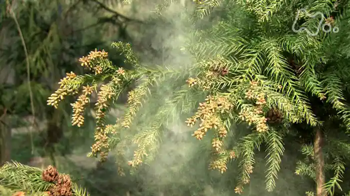 NHKスペシャル 病の起源 6 アレルギー ~2億年目の免疫異変~