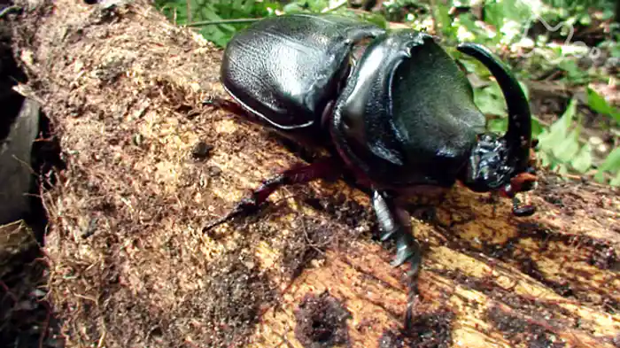 日本人カメラマン野生に挑む 栗林慧 密林に幻の黄金クワガタを追う ~マレーシア 巨大昆虫の世界~