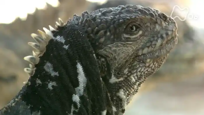 イグアナの不思議　ガラパゴス諸島（エクアドル）