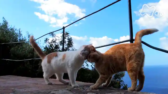 ソレントとカプリ島