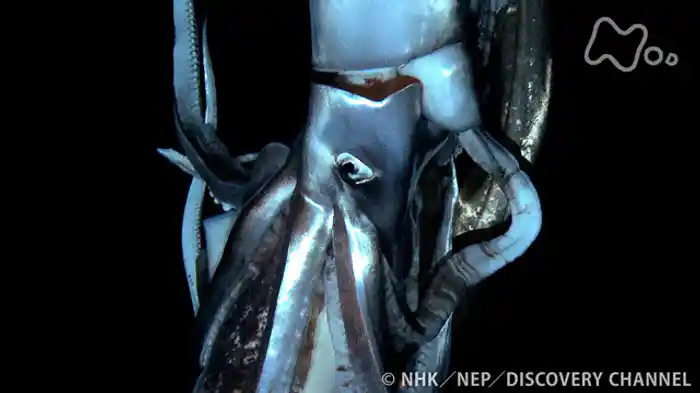 ＮＨＫスペシャル　世界初撮影！深海の超巨大イカ