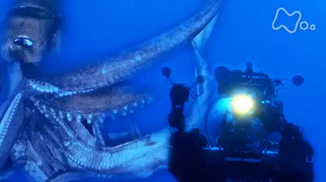ＮＨＫスペシャル　シリーズ深海の巨大生物　伝説のイカ　宿命の闘い