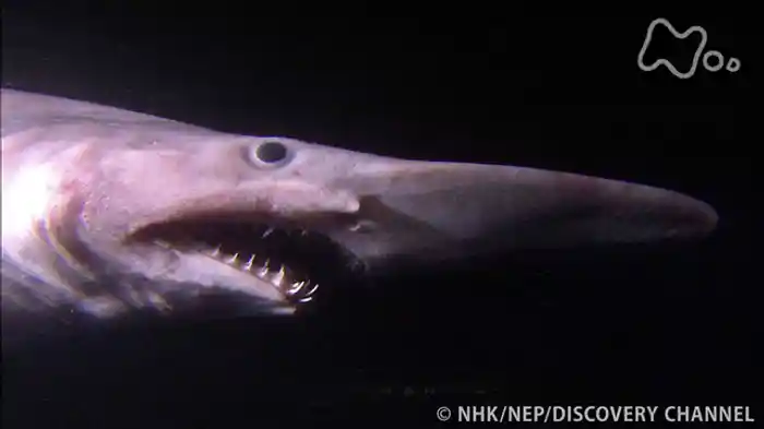 ＮＨＫスペシャル　シリーズ深海の巨大生物　謎の海底サメ王国