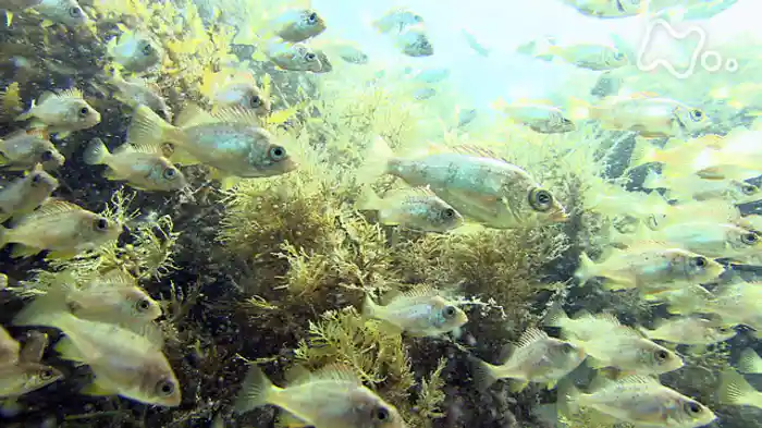 ＮＨＫスペシャル　里海　ＳＡＴＯＵＭＩ　瀬戸内海