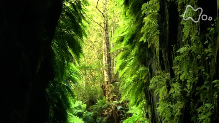 探検!オーストラリア 緑の大峡谷~グレーターブルーマウンテンズ~