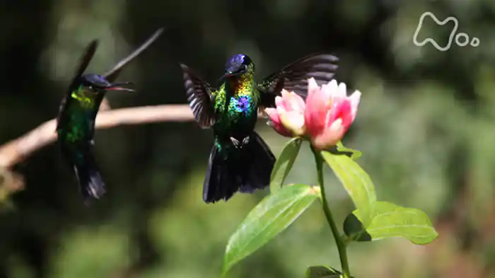 ＮＨＫスペシャル　ホットスポット　最後の楽園　ｓｅａｓｏｎ２　「第３回　緑の魔境　生物の小宇宙～中米コスタリカ～」