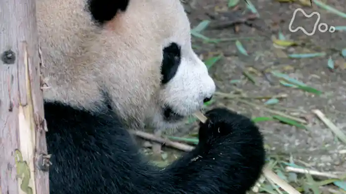 ＮＨＫスペシャル　ホットスポット　最後の楽園　ｓｅａｓｏｎ２　「第４回　天空の秘境　パンダの王国～中国　南西山岳地帯～」