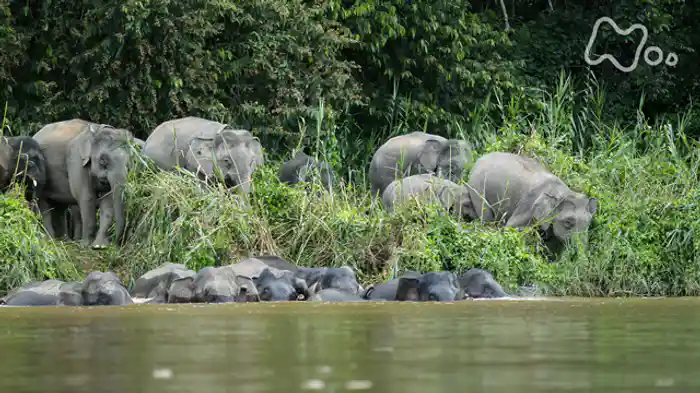 ＮＨＫスペシャル　ホットスポット　最後の楽園　ｓｅａｓｏｎ２　「第５回　巨木の森　空飛ぶ動物たち～スンダランド　ボルネオ島～」