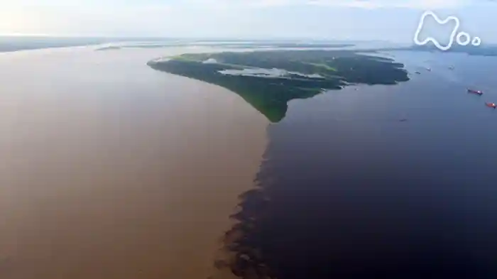 “黄金色のアマゾン”1000kmを遡れ!