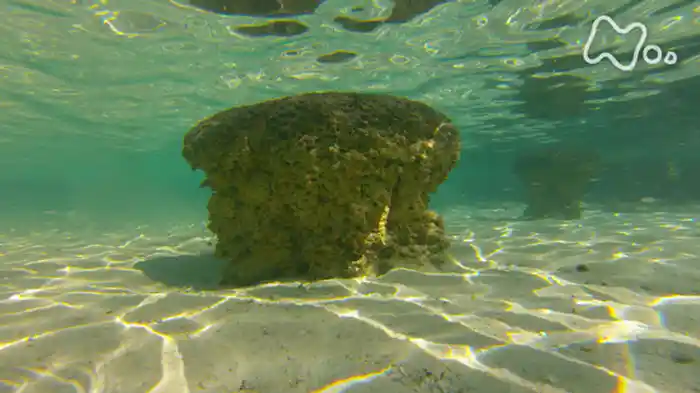 「酸素大発生」