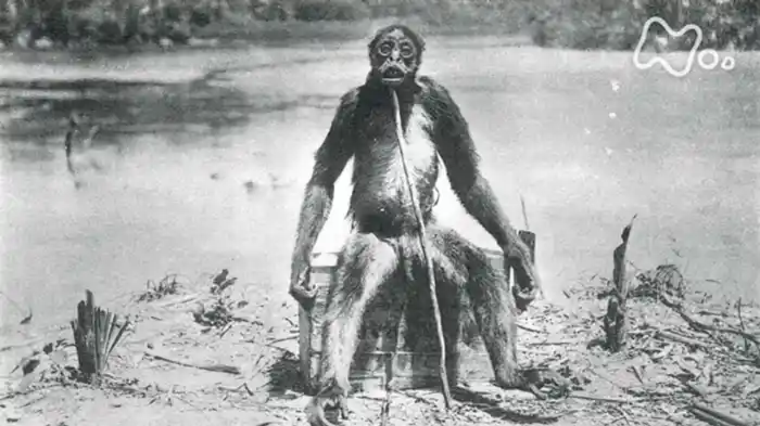 NHKスペシャル 大アマゾン 最後の秘境 第3集「緑の魔境に幻の巨大ザルを追う」