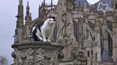 岩合光昭の世界ネコ歩き チェコ の動画視聴 あらすじ U Next