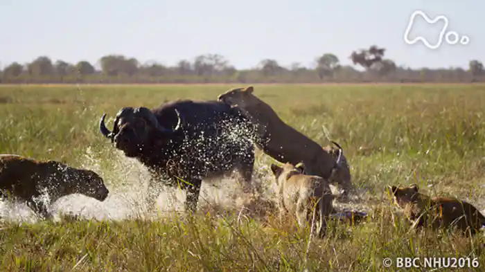 プラネットアースＩＩ　「第２集　激変の大地に生きる」