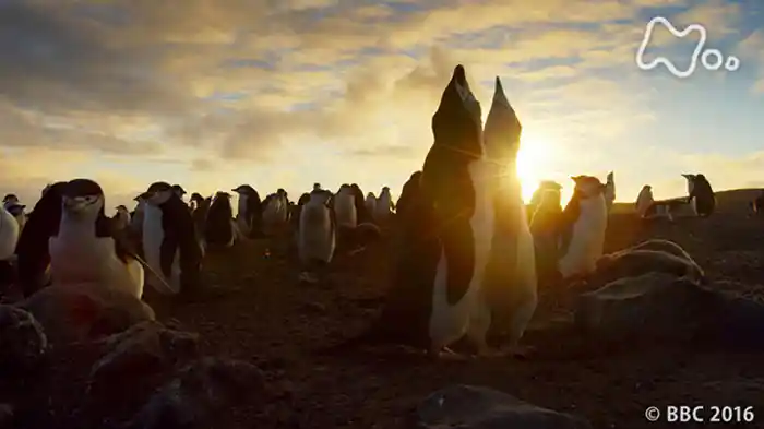 プラネットアースＩＩ　「第３集　新天地への挑戦」