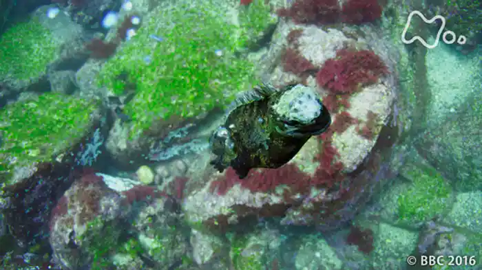第１集「島　生命の小宇宙」
