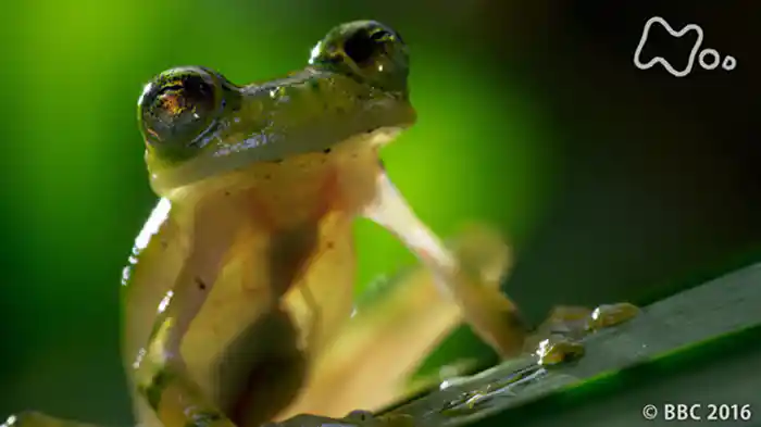 第２集「熱帯の森　ひしめく命」