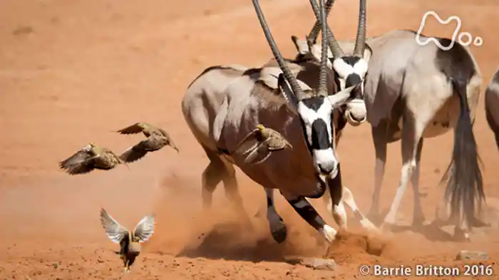第３集「砂漠　不毛の大地」