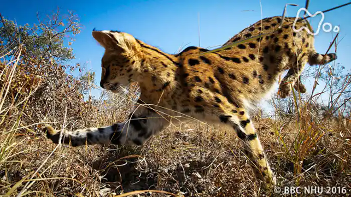 第４集「草原　緑の揺りかご」