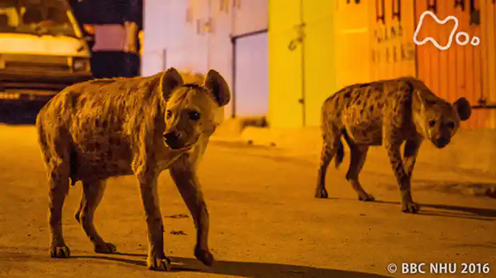 第６集「都市　新天地への挑戦」