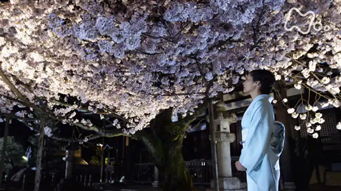 桜散る