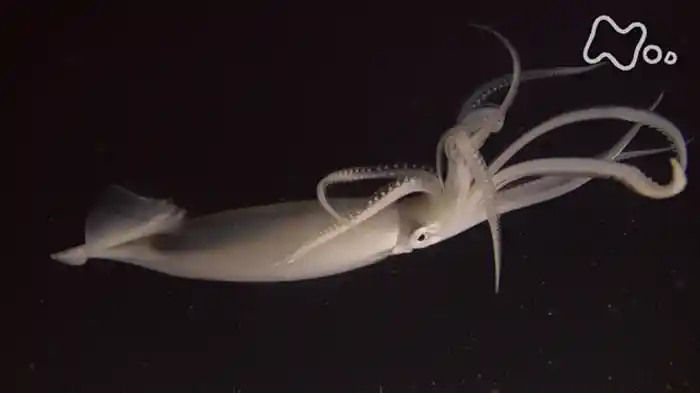 シリーズ ディープ・オーシャン 「南極 深海に巨大生物を見た」