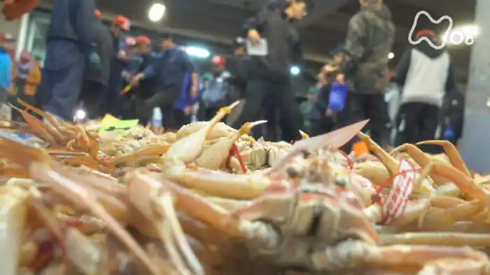 「荒海ゴールドラッシュ」