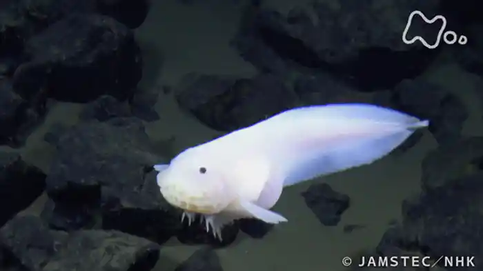 「驚異のモンスター大集合！」