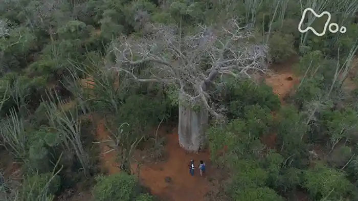 地球事変 ギガミステリー(2) 「サルの大いなる旅路」