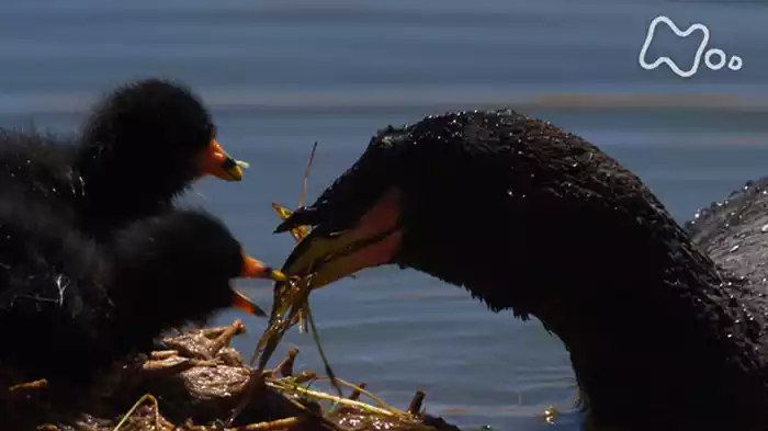 「南米チリ　アタカマ砂漠　天空の湖に水鳥が“島”を築く」