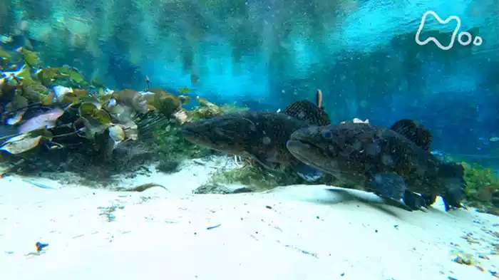 「南米アマゾン　密林の泉に怪魚が集う」