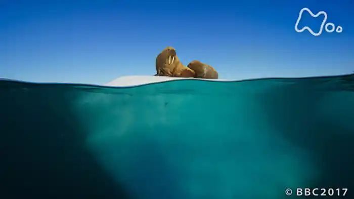 ブループラネット　第３集「海辺　せめぎ合う海と陸の生命」