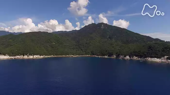 「知られざる屋久島の海　圧巻！巨大イカ　コブシメ大集結を追う」