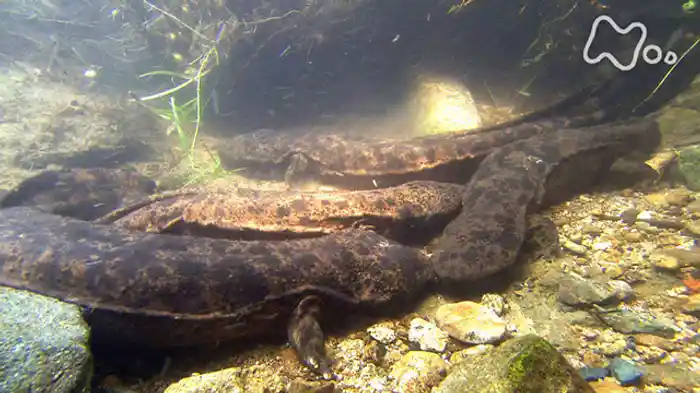 「中国山地の里山　オオサンショウウオ　清流に君臨する」