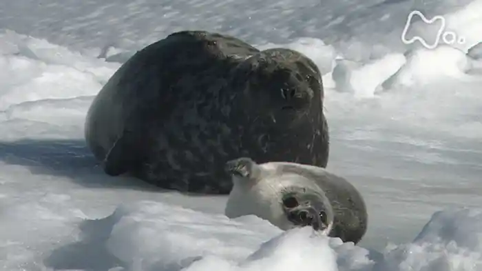 「砂漠のオオカミ！大都会のカワウソ！決死のサバイバル術」