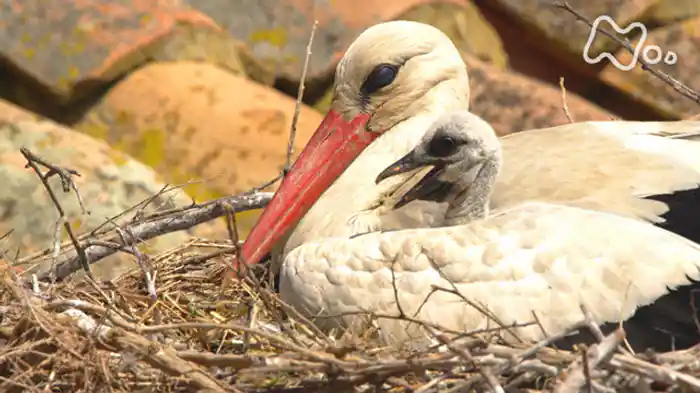 「スペイン北部　歴史香る町　教会にコウノトリの大群が舞う」
